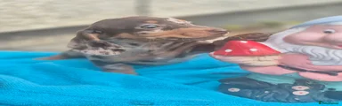 Miniature Dachshund girl 7