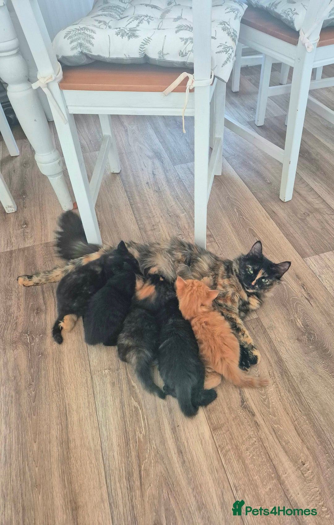 Mixed Breed cats for sale: Super friendly, fluffy kittens! 😻 - Image 32
