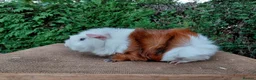 Guinea Pig rodents for sale: Baby boar guinea-pigs - Advert 4