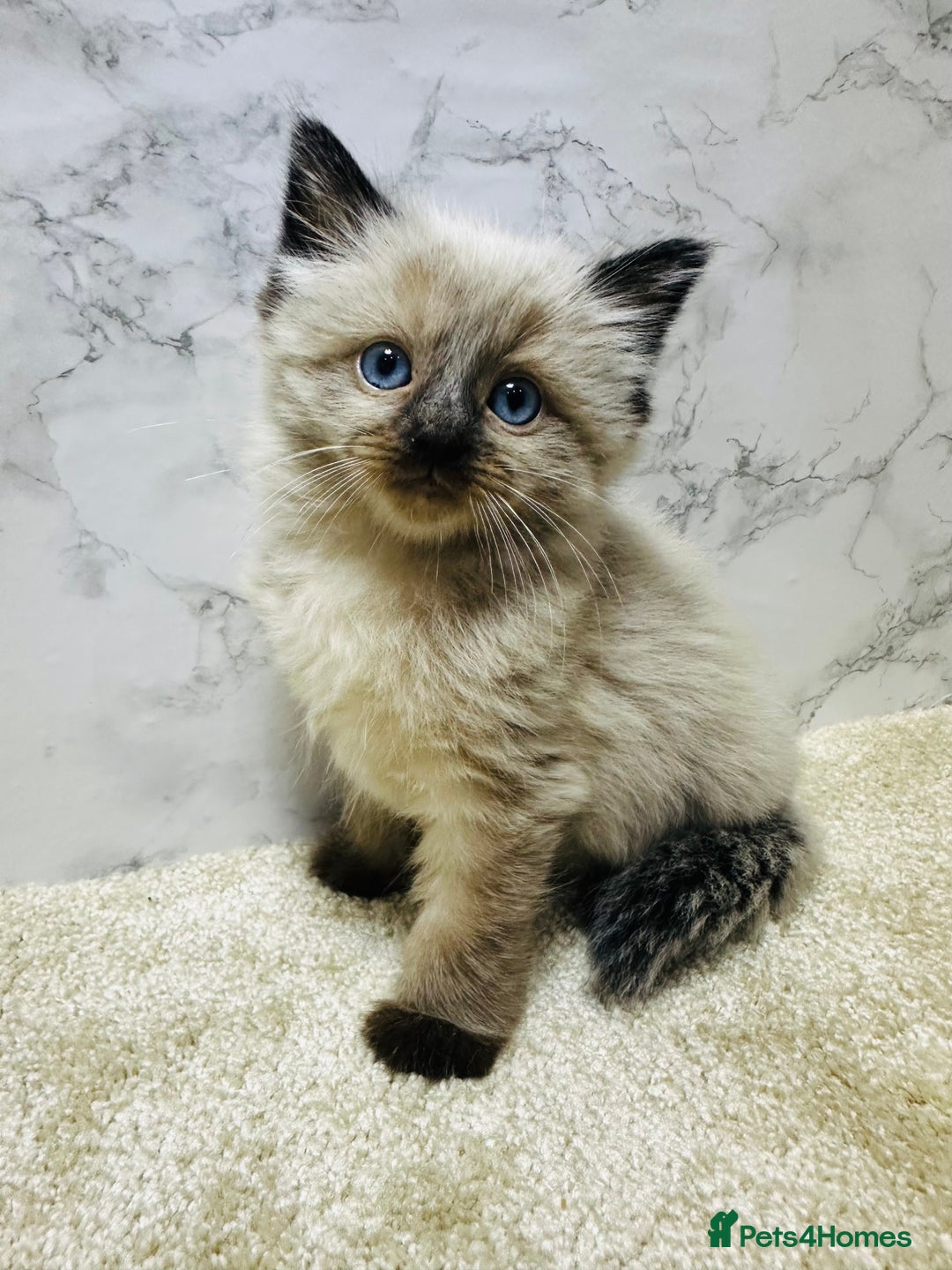 Ragdoll cats for sale: Pure Beautiful Ragdoll Kittens  - Advert 24
