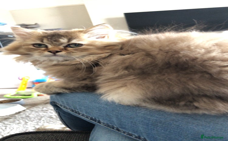 British Longhair cats - Advert 1