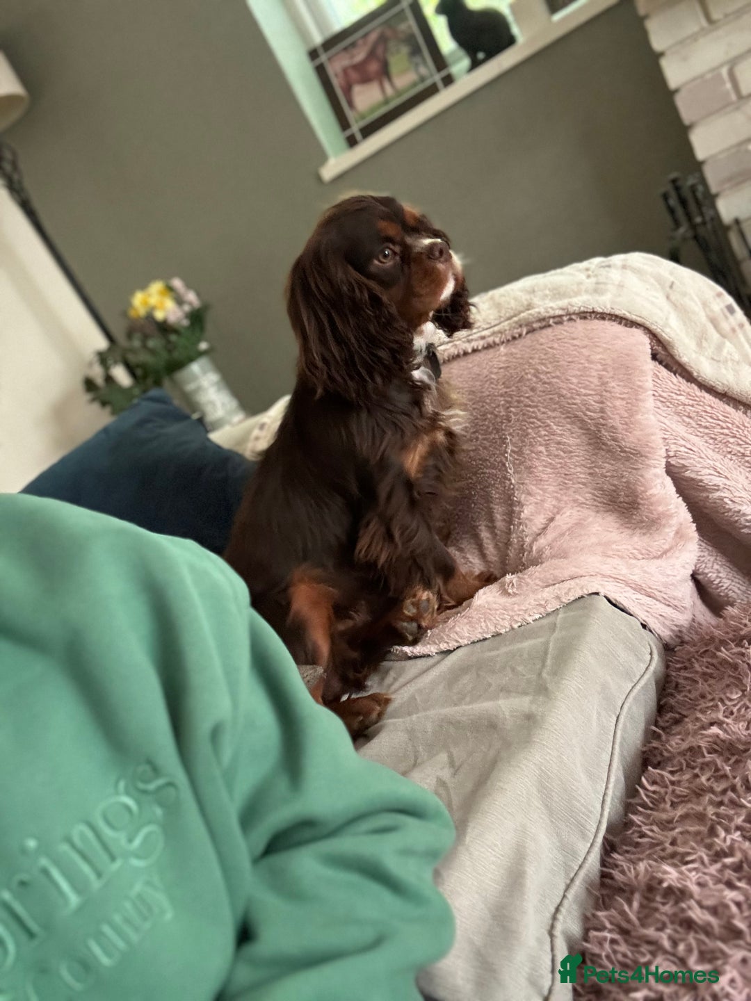 Cavalier King Charles Spaniel dogs for stud: THE BEST Looking CHOCOLATE🍫🐶 CAVALIER STUD - Image 9