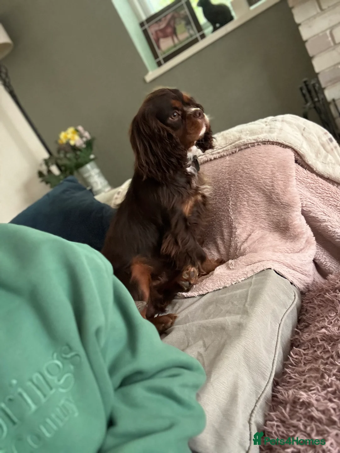 Cavalier King Charles Spaniel dogs for stud: THE BEST Looking CHOCOLATE🍫🐶 CAVALIER STUD - Advert 9