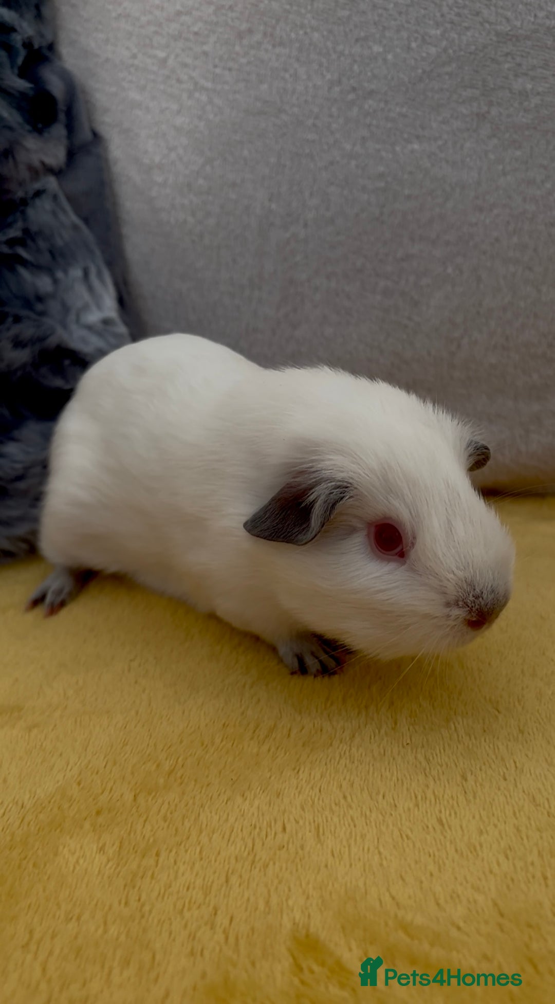 Guinea Pig rodents for sale: Young bonded male guinea pigs 🩶🤍 - Advert 3