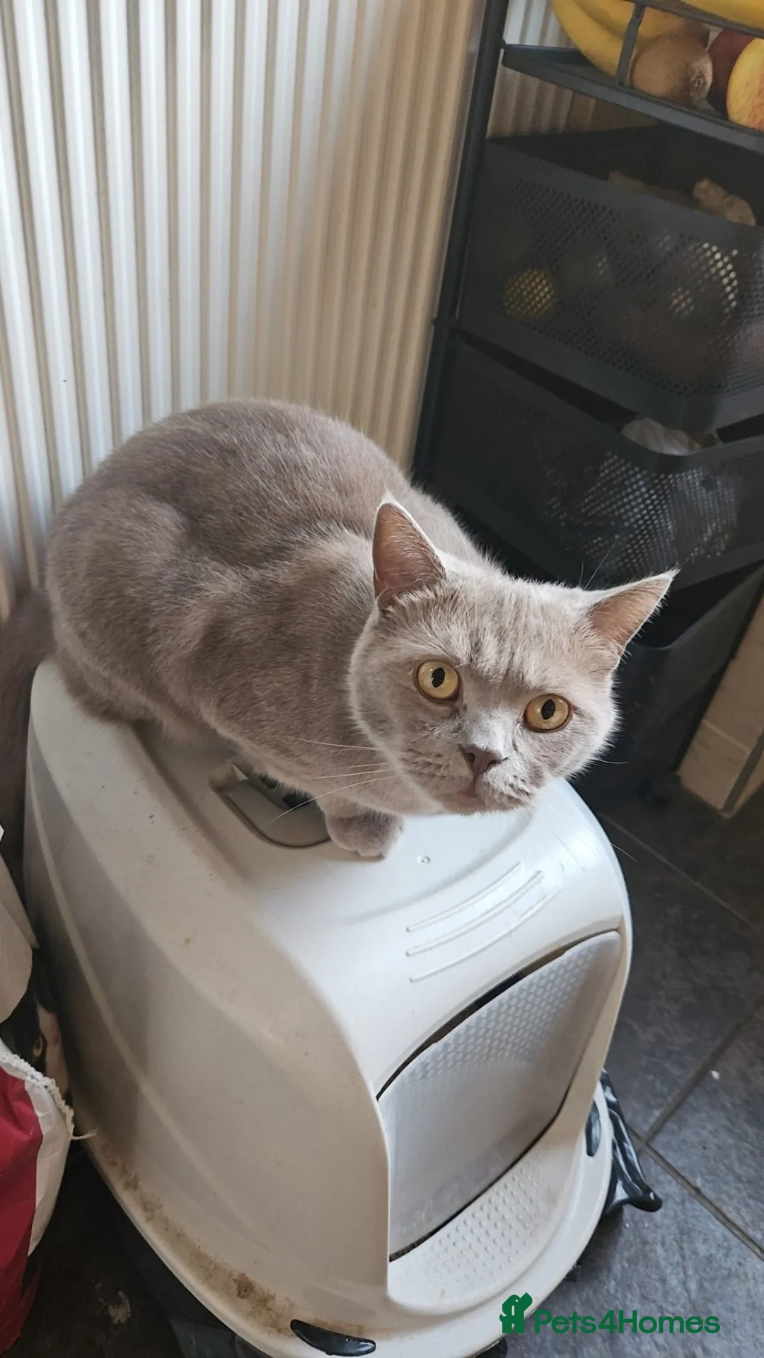 British Shorthair cats for sale: Fully Trained British Shorthair - Advert 3