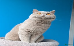 British Shorthair cats for stud: Champion lilac BSH Stud in Derby - Image 2