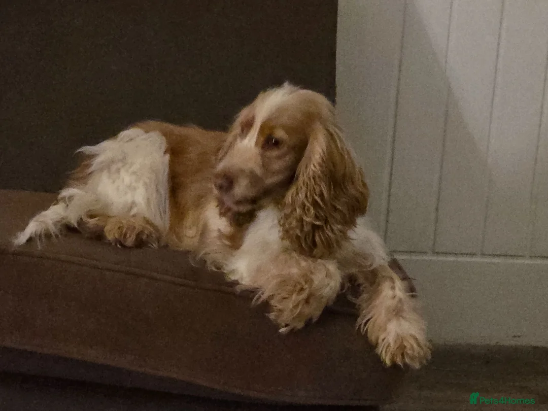 Cocker Spaniel dogs for sale: Adorable Trained KC Cocker Spaniel  - Advert 3