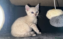 Bengal cats for sale: Snow Lynx, Marble & Brown Rosette Bengals - Image 1