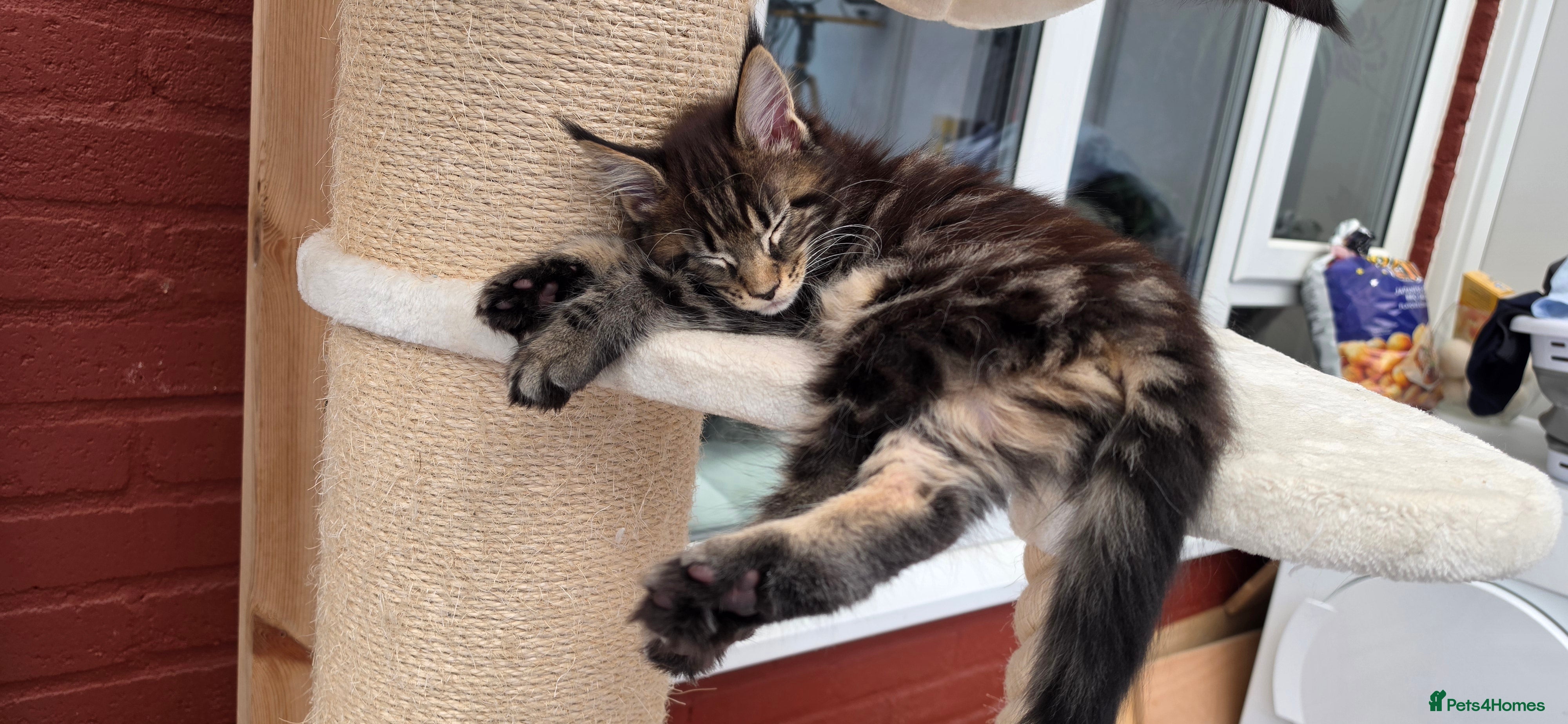 Maine Coon cats Two beautiful Maine Coon Kittens  - Advert 2