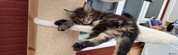 Maine Coon cats for sale: Two beautiful Maine Coon Kittens  in Ashford - Advert 2