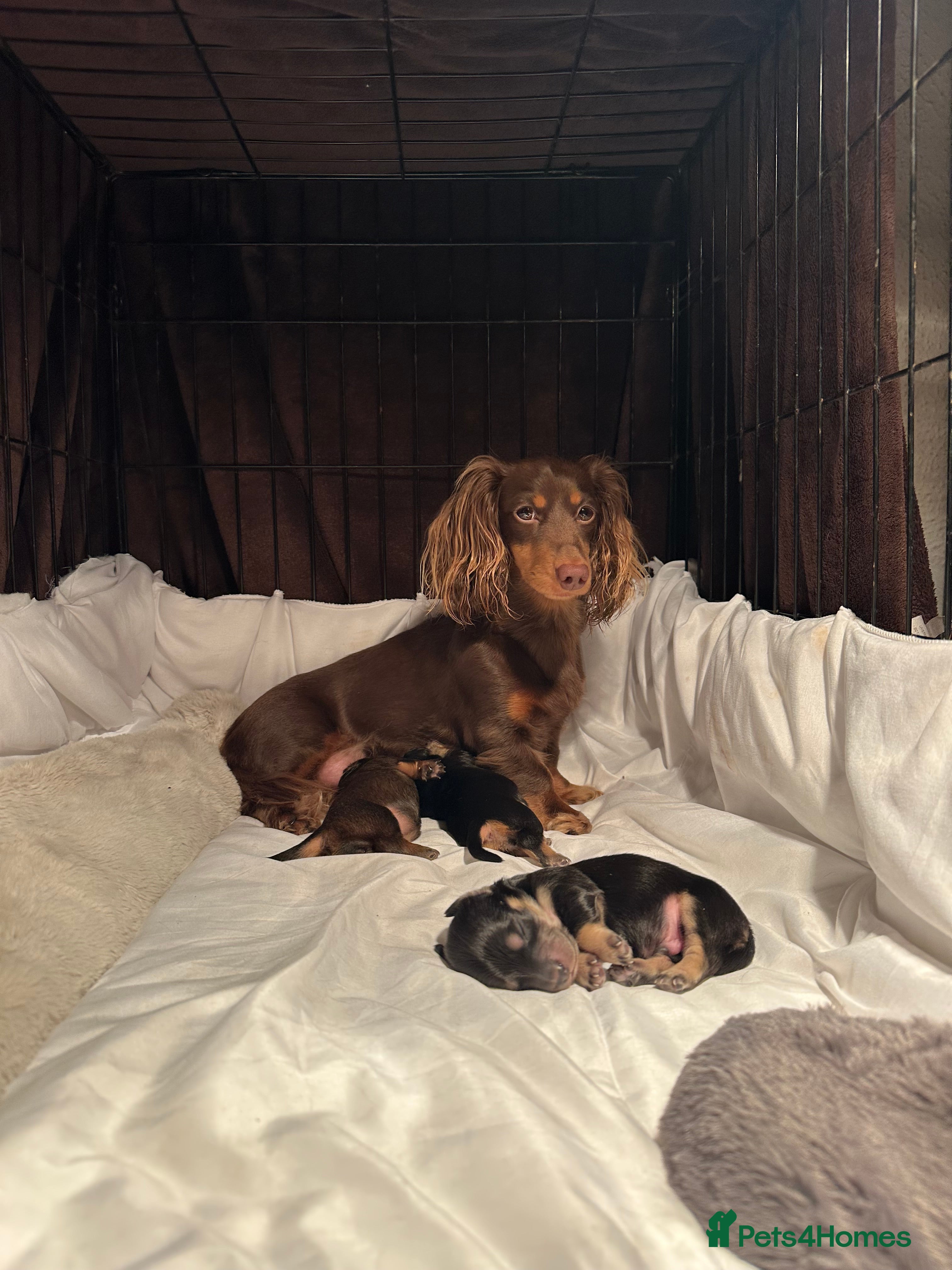 Miniature Dachshund dogs KC reg Long haired miniature dachshund puppies - Advert 1