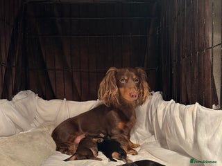 Miniature Dachshund dogs KC reg Long haired miniature dachshund puppies - Advert 8