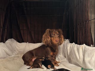 Miniature Dachshund dogs KC reg Long haired miniature dachshund puppies - Advert 6
