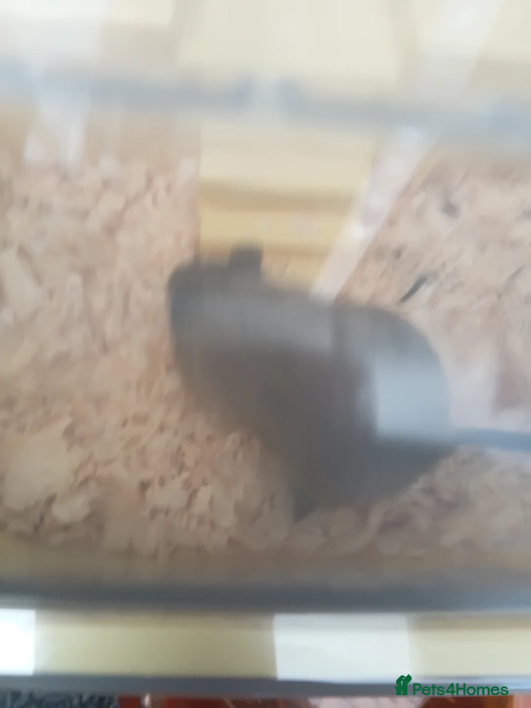 Gerbil rodents for sale: Gerbils needing a new home - Advert 2