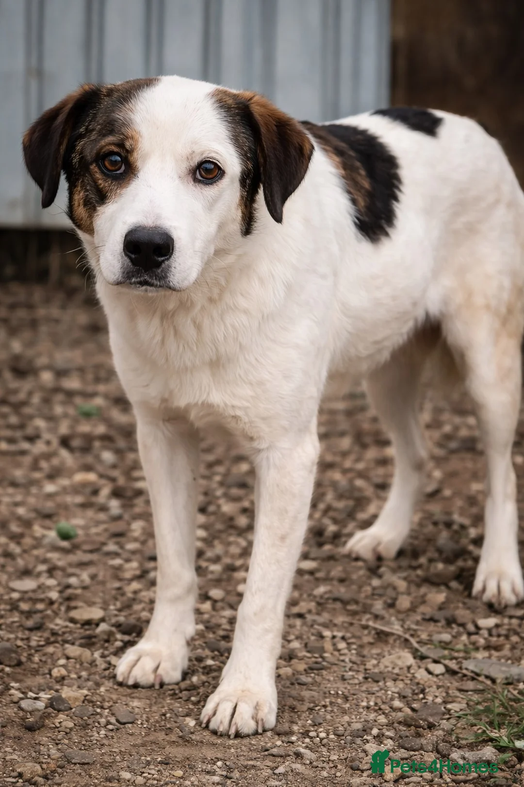 Mixed Breed dogs for adoption: Bonded Trio Seeking Sanctuary 🐾 - Advert 2
