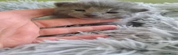 Russian Blue cats for sale: TICA 5* pedigree Russian blue kittens  - Advert 6