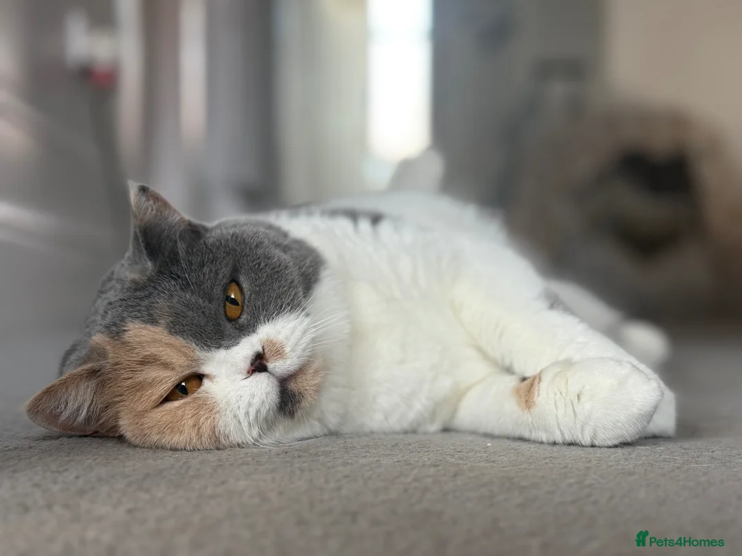 British Shorthair cats for sale: Peach  - Advert 1
