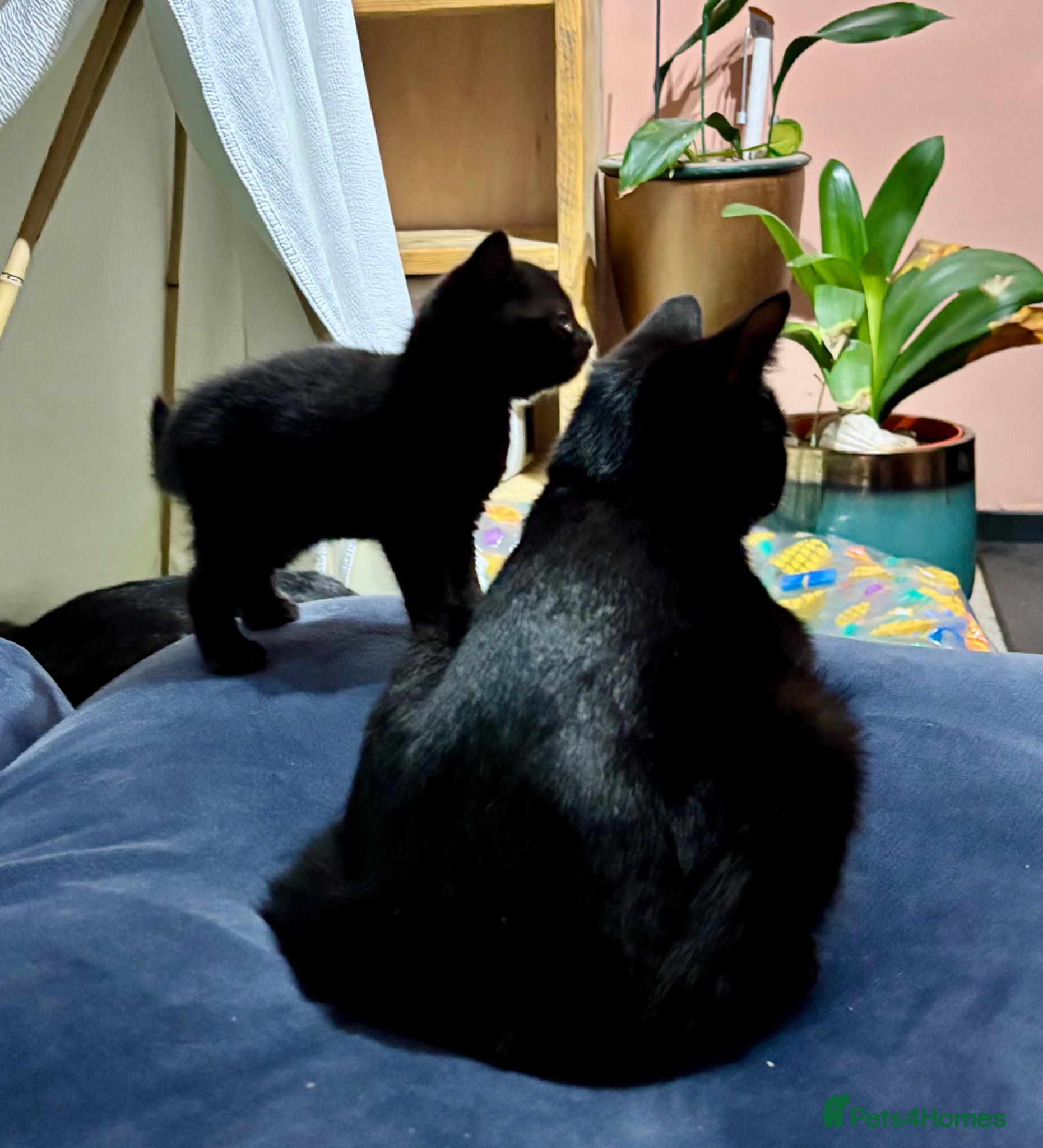 Domestic Shorthair cats Teeny tiny domestic short haired female kitten  - Advert 8