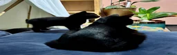 Domestic Shorthair cats for sale: Teeny tiny domestic short haired female kitten  - Advert 1