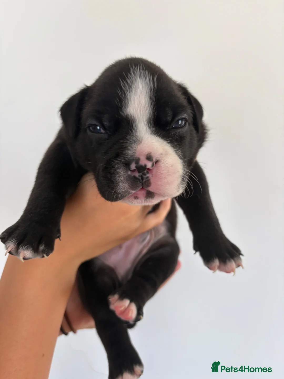 American Bully dogs for sale: 🌟BANK HOLIDAY SPECIAL🌟 Pocket bully pups 😍🐶🏆  - Advert 34