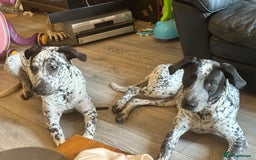Mixed Breed dogs for sale: 2 male dogs  - Image 3