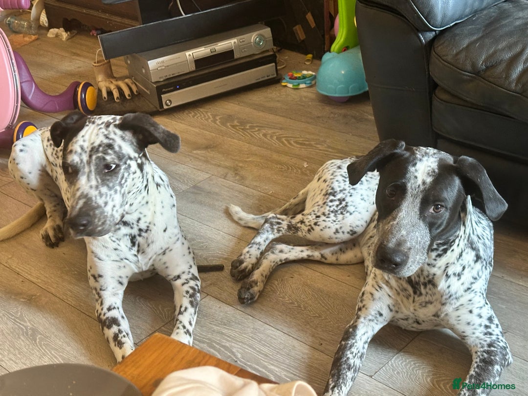 Mixed Breed dogs for sale: 2 male dogs  - Image 3