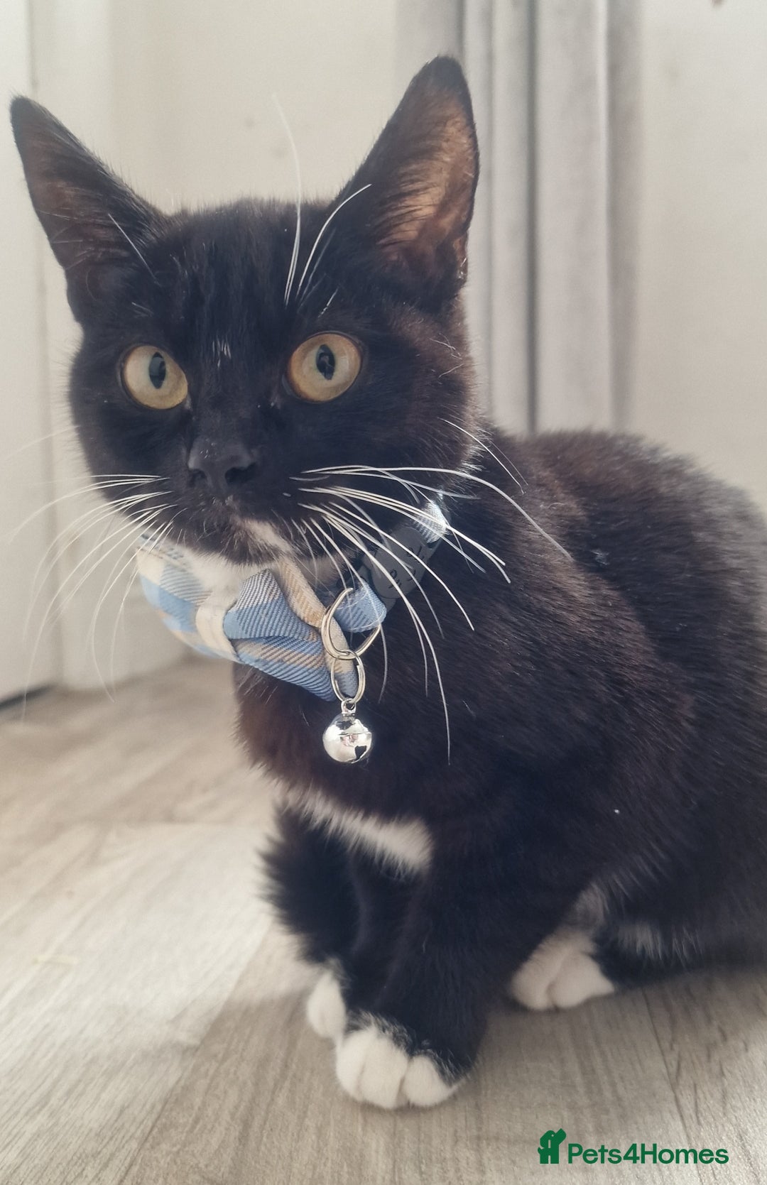 Domestic Shorthair cats for sale: Murphy & Mac - Advert 5