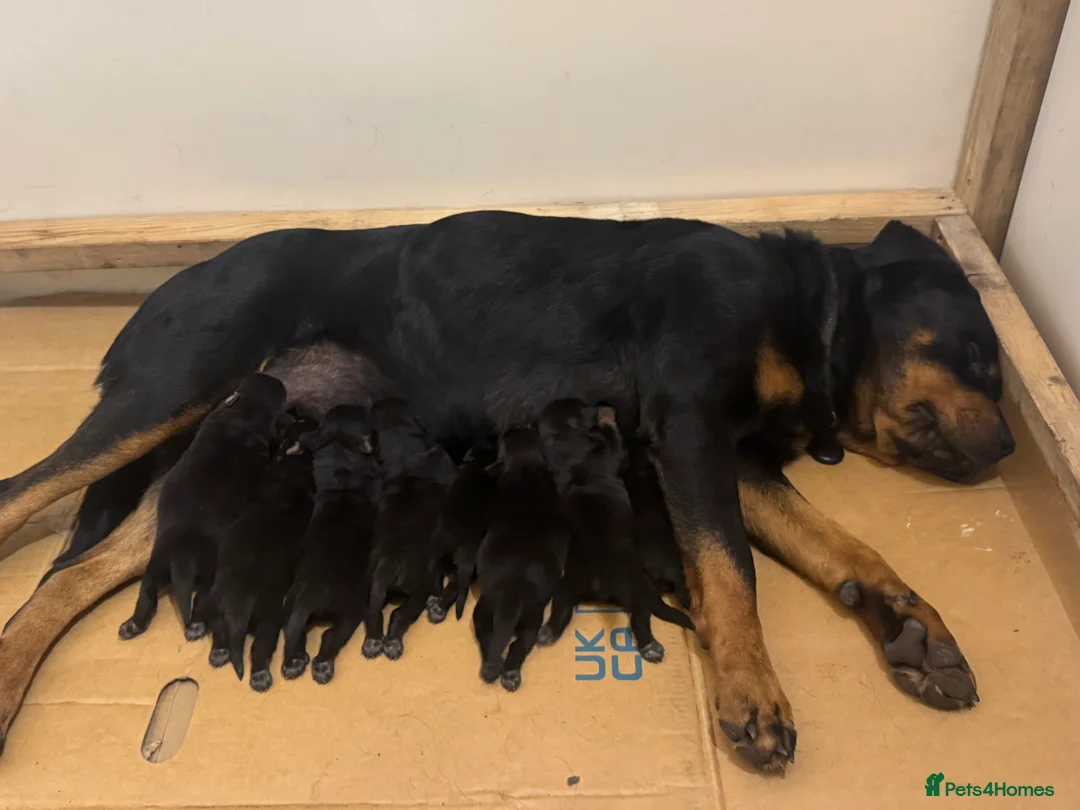 Rottweiler dogs for sale: Rottweiler puppies stunning pups born 4th Feb xx - Advert 4