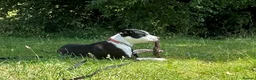 Mixed Breed dogs for sale: Stunning staffyxbullmastiff - Advert 3
