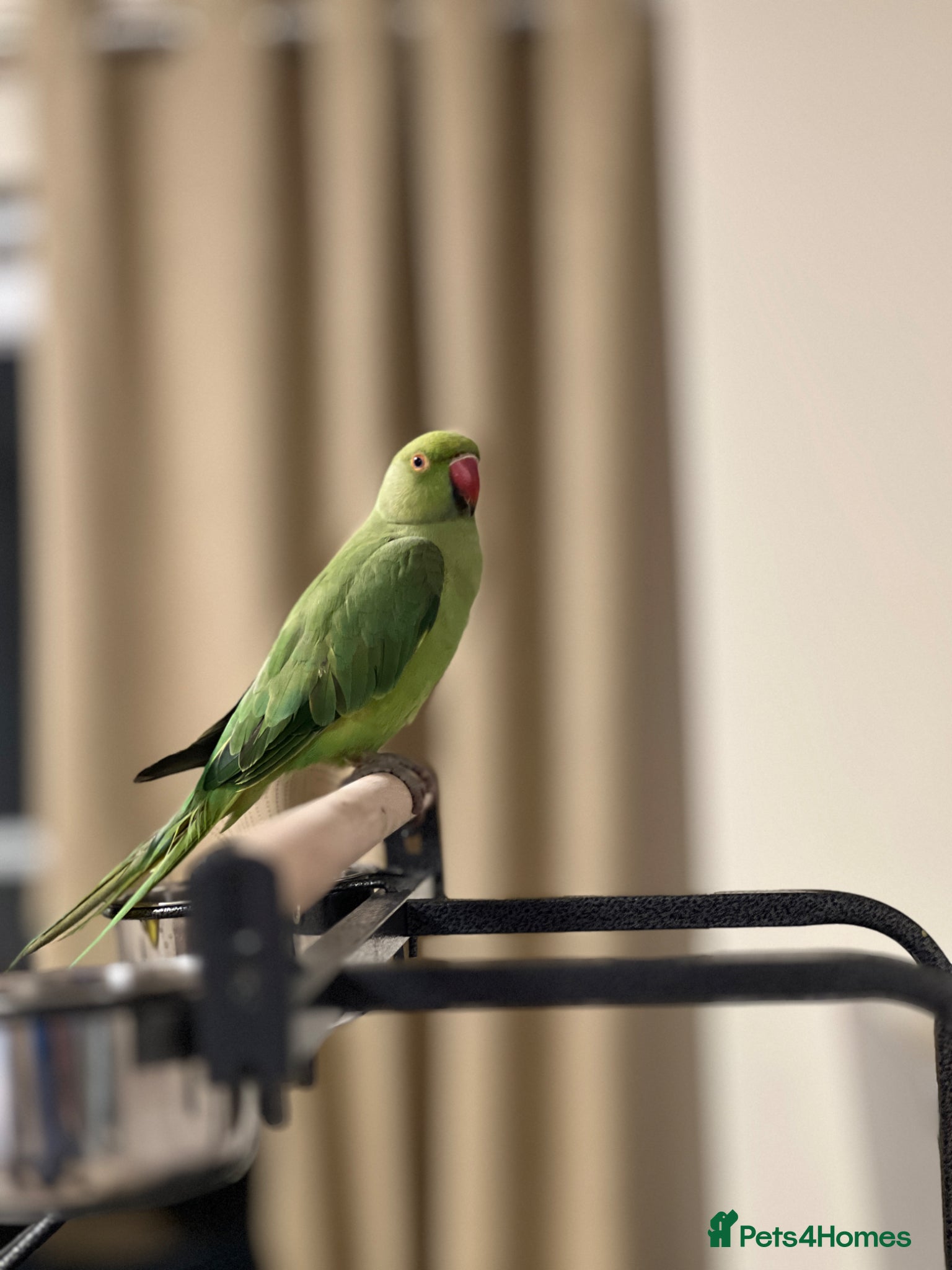 Ringnecks birds Beautiful Green Ringneck - Advert 8