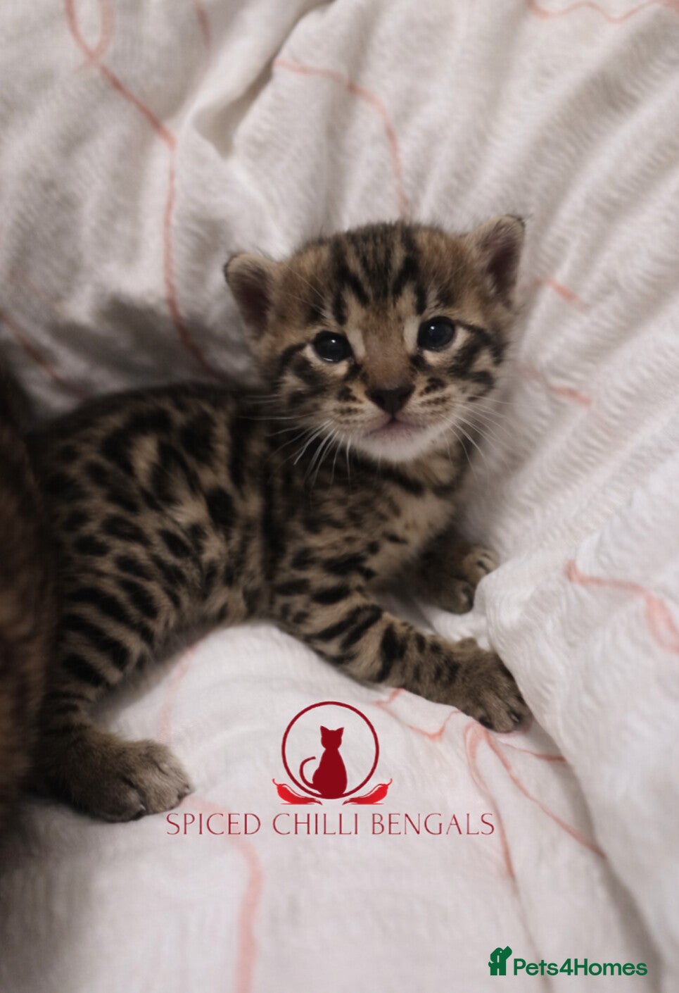 Bengal cats ✨️ READY IN 2 WEEKS! CHAMPION TICA BENGAL KITTENS - Advert 2