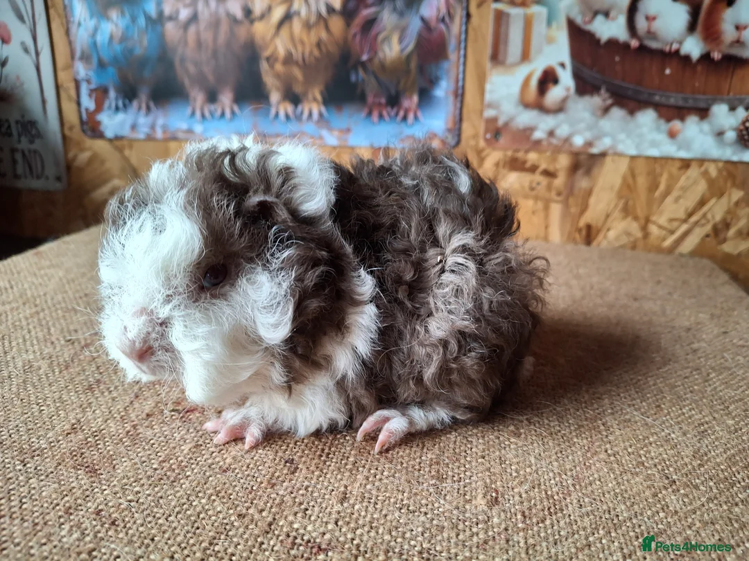 Guinea Pig rodents for sale: Lunkarya - Advert 3