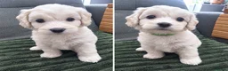 Yorkiepoo dogs for sale: Adorable Yorkiepoo Puppies Available - Litter of 6 - Advert 2