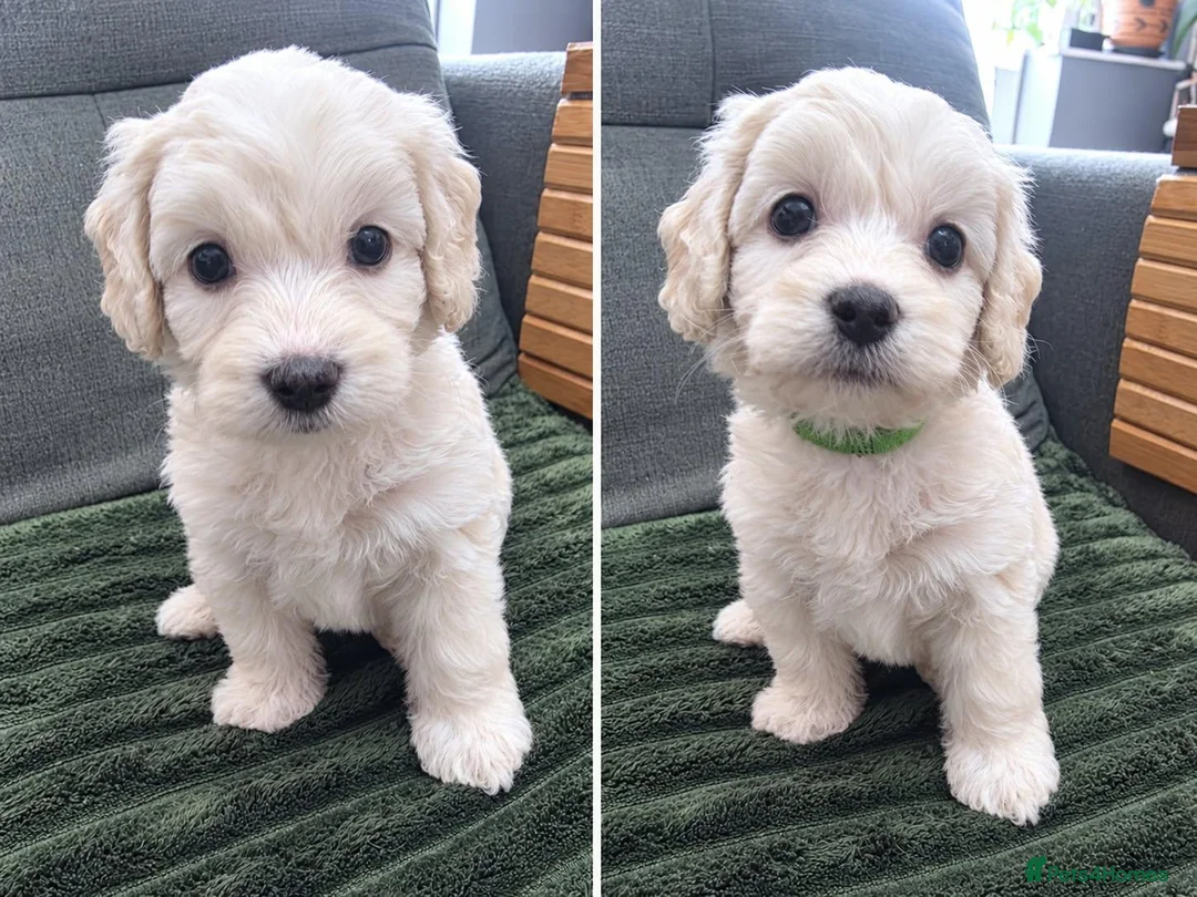 Yorkiepoo dogs for sale: Adorable Yorkiepoo Puppies Available - Litter of 6 - Advert 2
