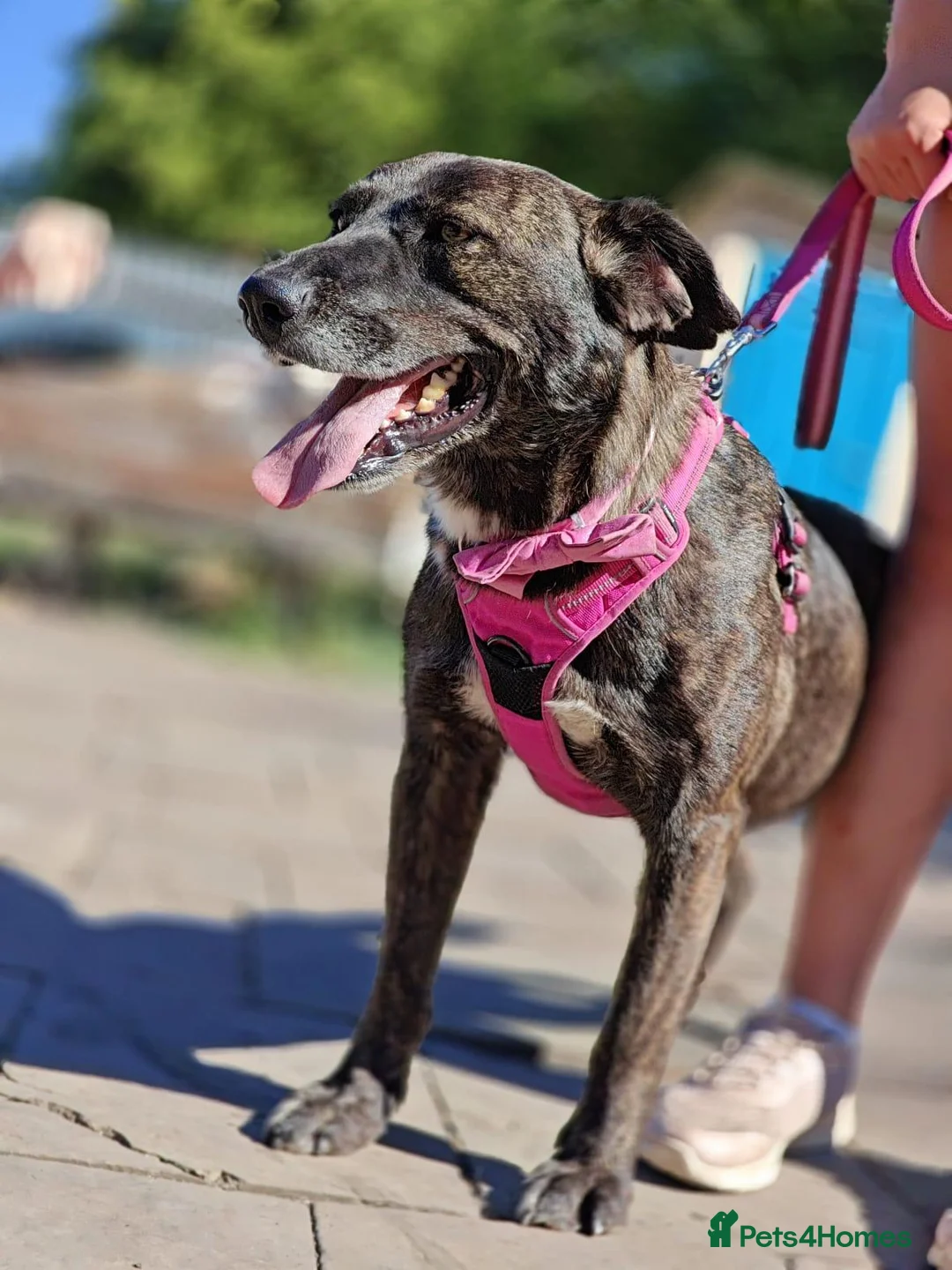 Mixed Breed dogs for adoption: ❤️BERTA❤️- GOLDEN HEART BEHIND ORDINARY LOOK - Advert 1