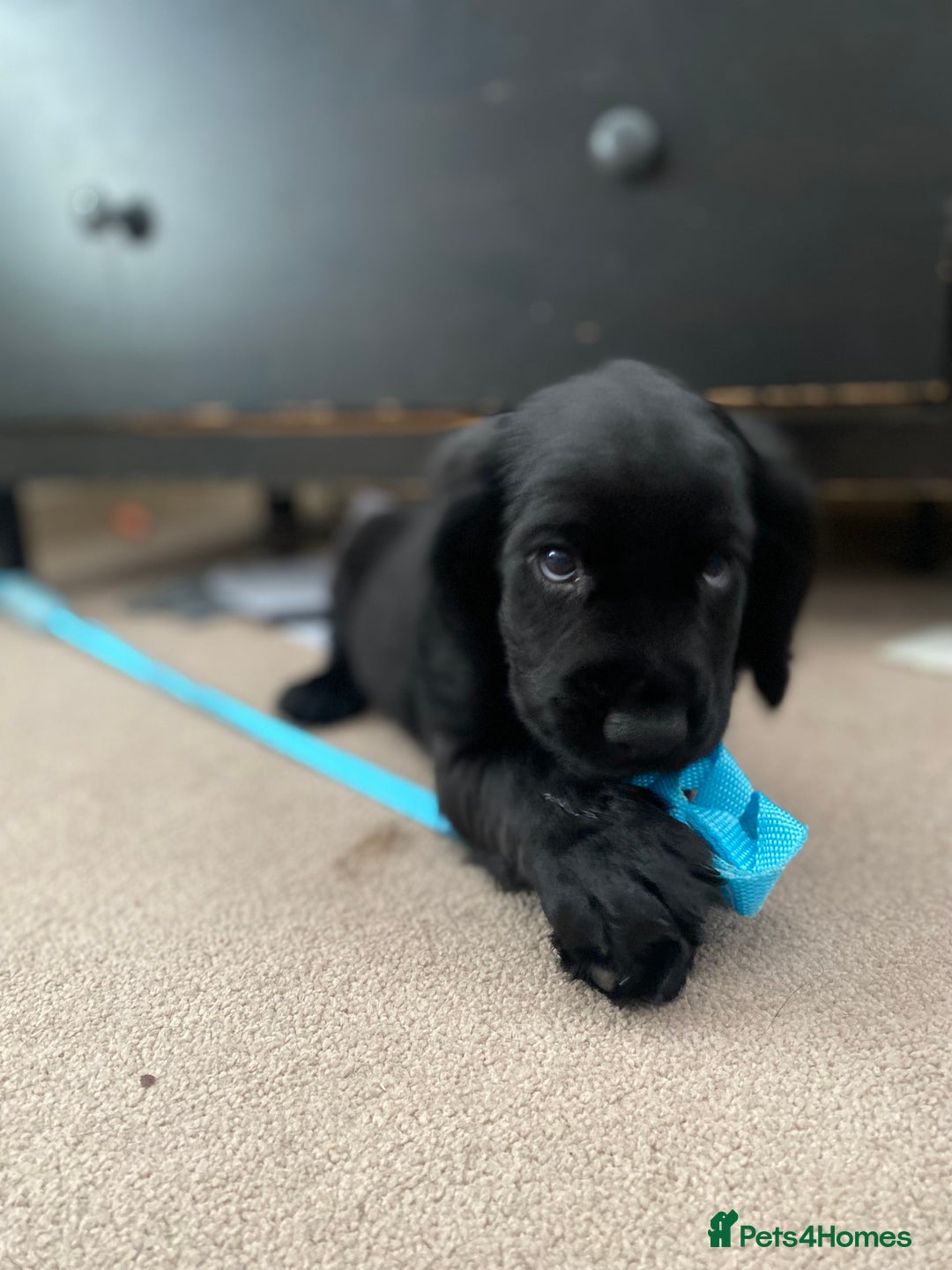 Cocker Spaniel dogs for sale: Superb Quality Royal KC Cocker Spaniel Puppies - Advert 12