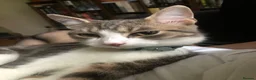 Mixed Breed cats for sale: Two cats looking for home in Daventry - Advert 3