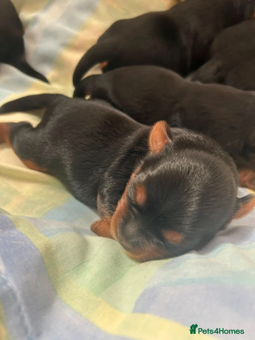 Yorkshire Terrier dogs for sale: Yorkshire Terrier 🐶 🐶 🐶 🐶 🐶  - Advert 22