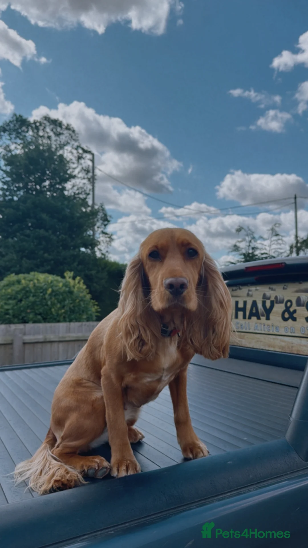 Mixed Breed dogs for sale: Working cocker spaniel puppies in Spalding - Advert 6