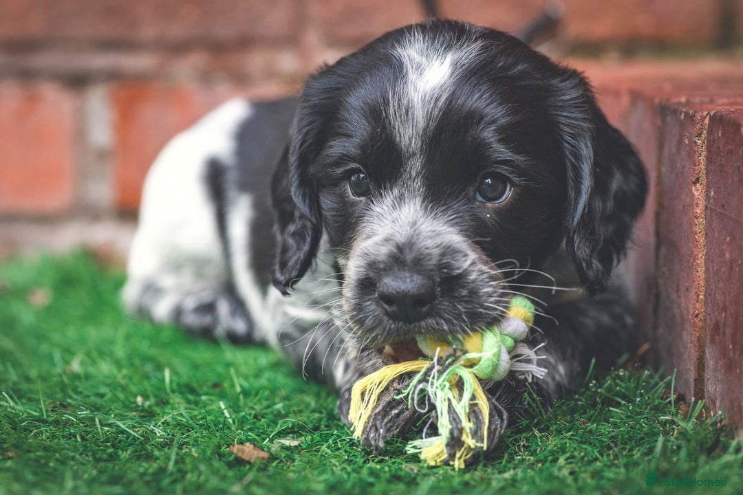 Cocker Spaniel dogs for sale: Waiting list now open kc registered cocker spaniel - Advert 4