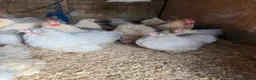 Chickens poultry for sale: Isabella porcelain pekin chickens  - Advert 2
