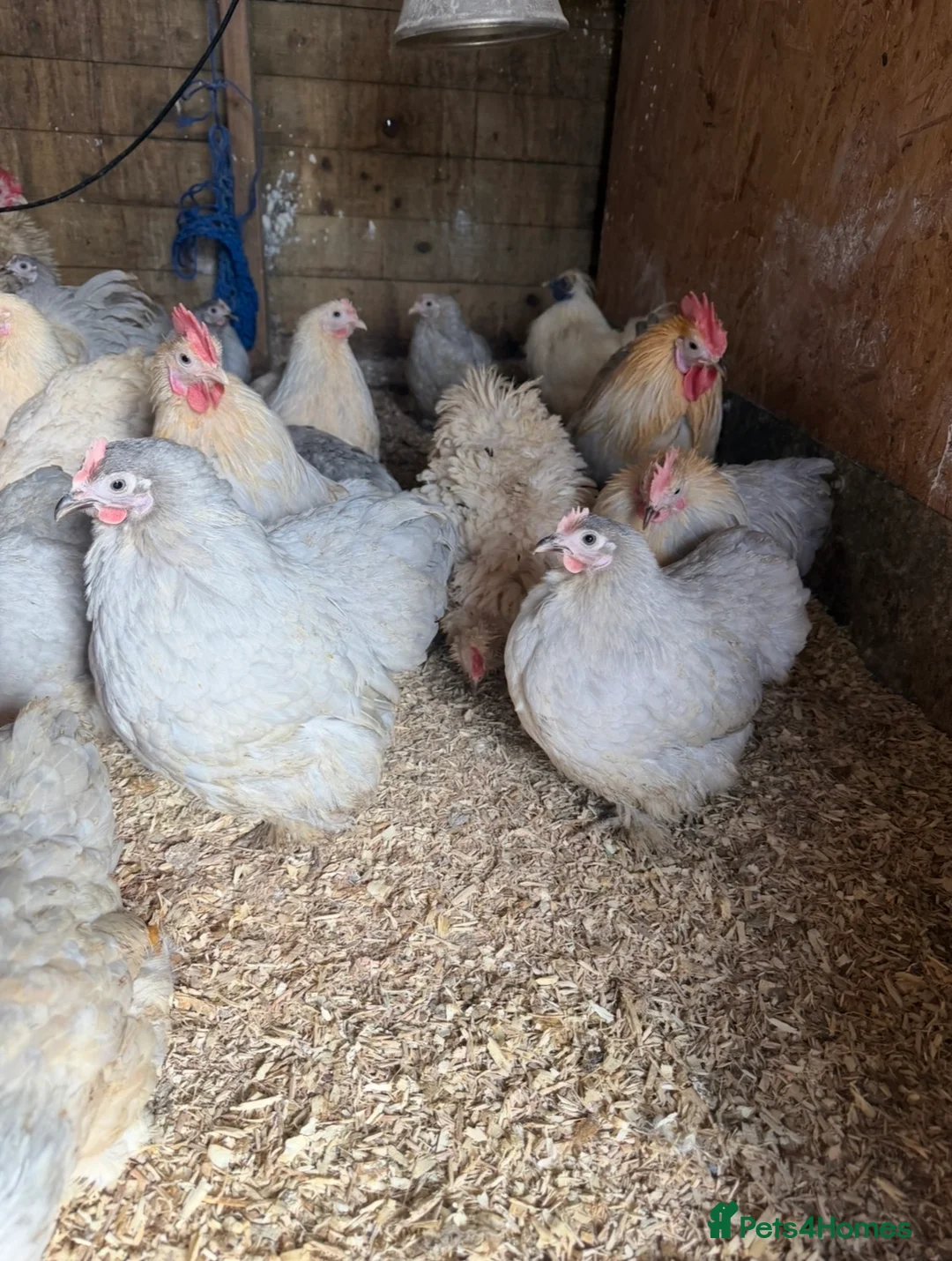 Chickens poultry for sale: Isabella porcelain pekin chickens  - Advert 2