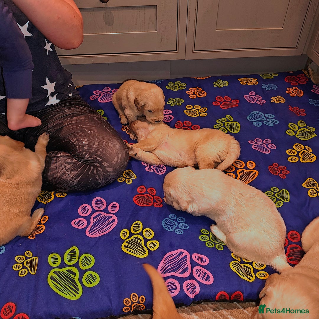 Golden Retriever dogs for sale: Amazing puppies  - Advert 19