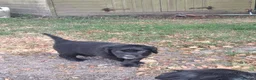 Sprollie dogs for sale: Beautiful litter of puppies  - Advert 23