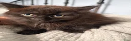 Mixed Breed cats for sale: Adorable black kittens  - Advert 11