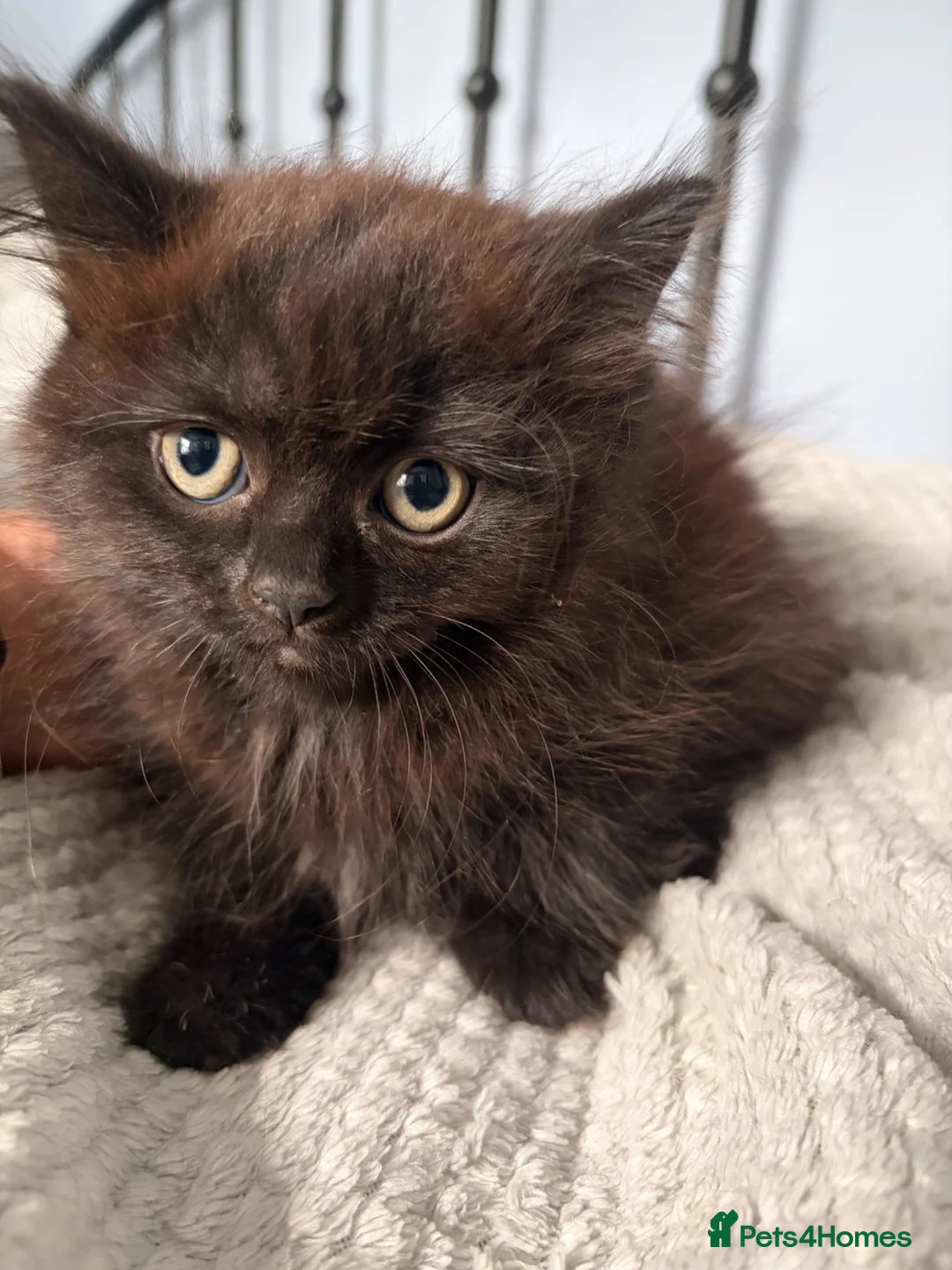 Mixed Breed cats for sale: Adorable black kittens  - Advert 11