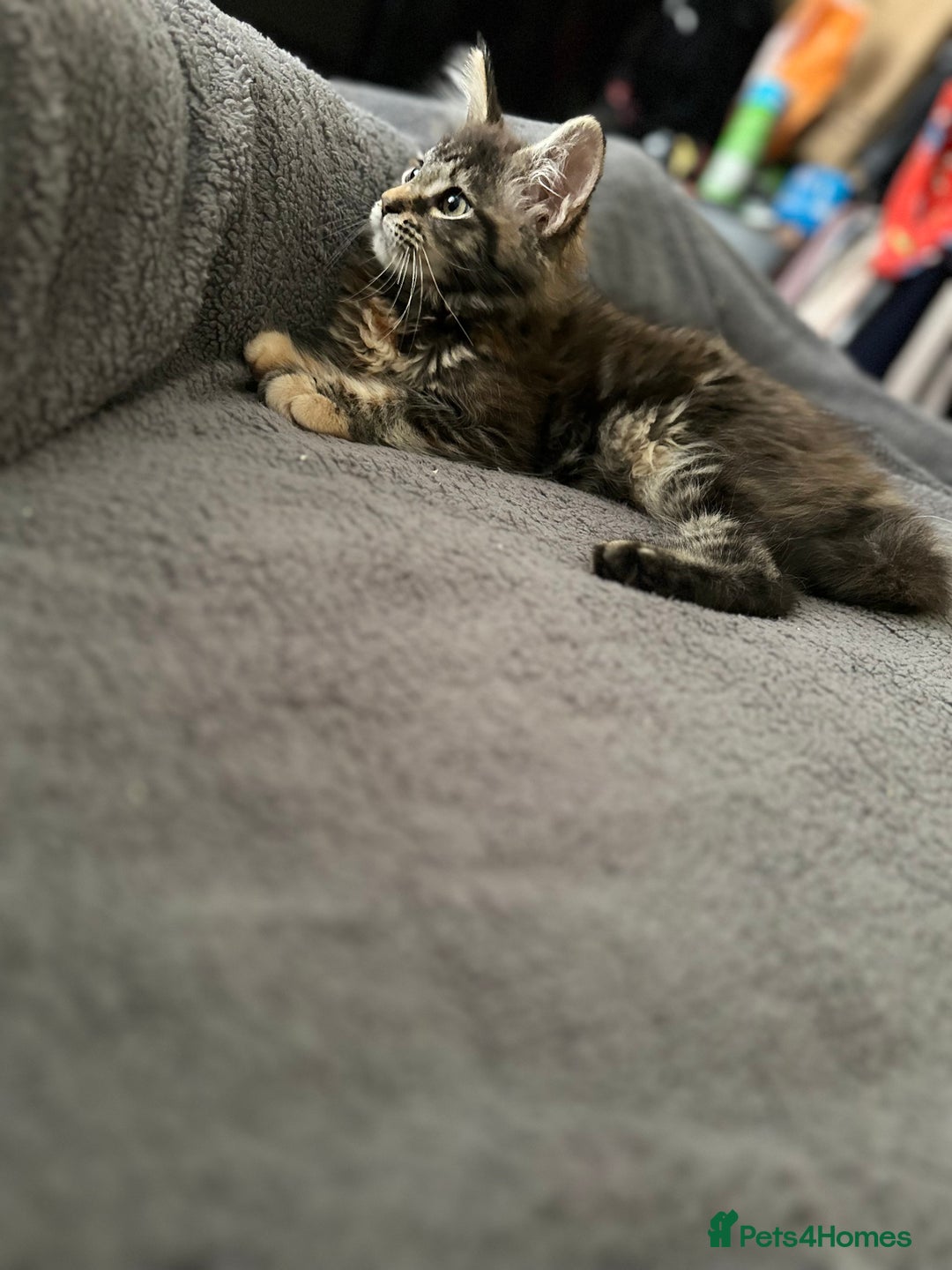 Maine Coon cats for sale: Mainecoon little lady ready for new home - Advert 4