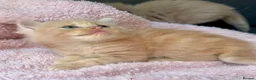 Ragdoll cats for sale: Full pedigree registered tica mink/sepia babies  - Advert 12