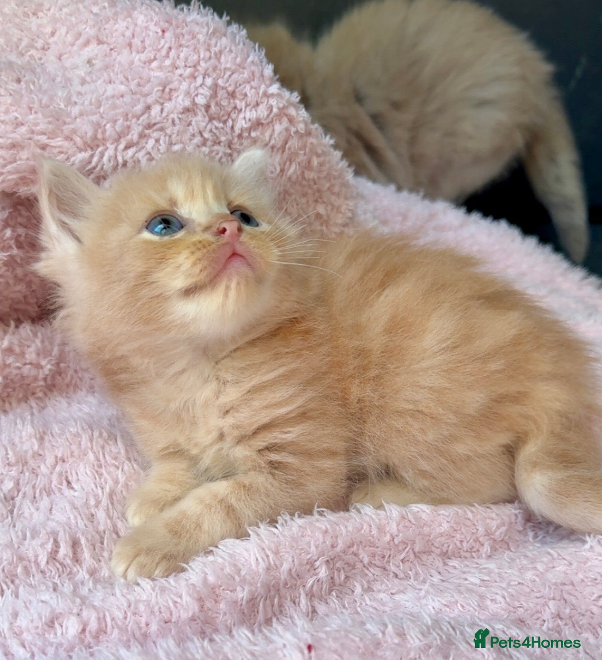 Ragdoll cats Full pedigree registered tica mink/sepia babies - Advert 4