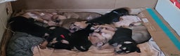 Mixed Breed dogs for sale: Puppies for sale - Advert 12